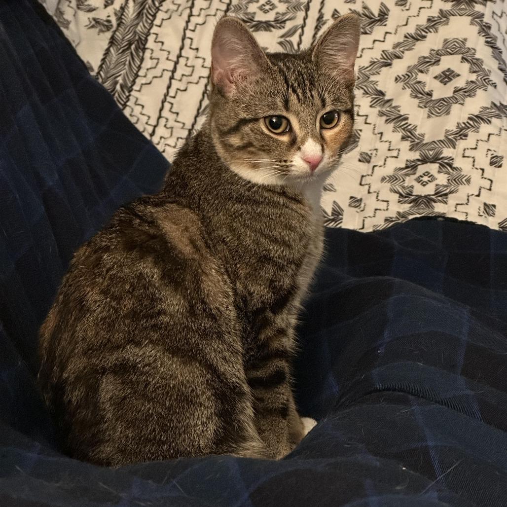 Enlarge Marcel, a Adoptable Domestic Short Hair in Winston Salem, NC image 5/6