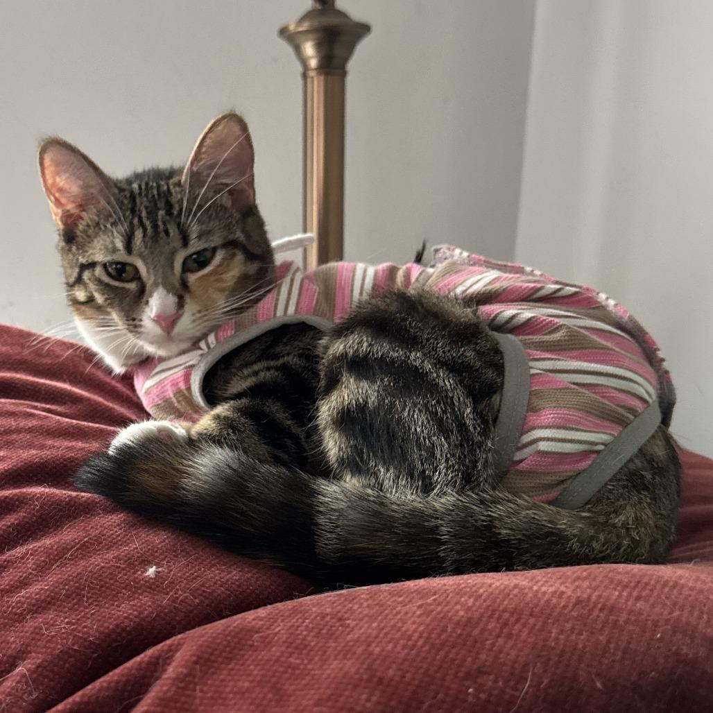 Enlarge Marcel, a Adoptable Domestic Short Hair in Winston Salem, NC image 6/6