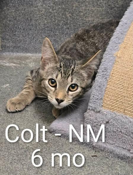 Enlarge Gage and Colt, a Adoptable Domestic Short Hair in Amherst, VA image 2/2