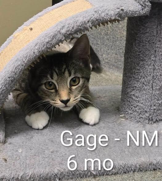 Enlarge Gage and Colt, a Adoptable Domestic Short Hair in Amherst, VA image 1/2