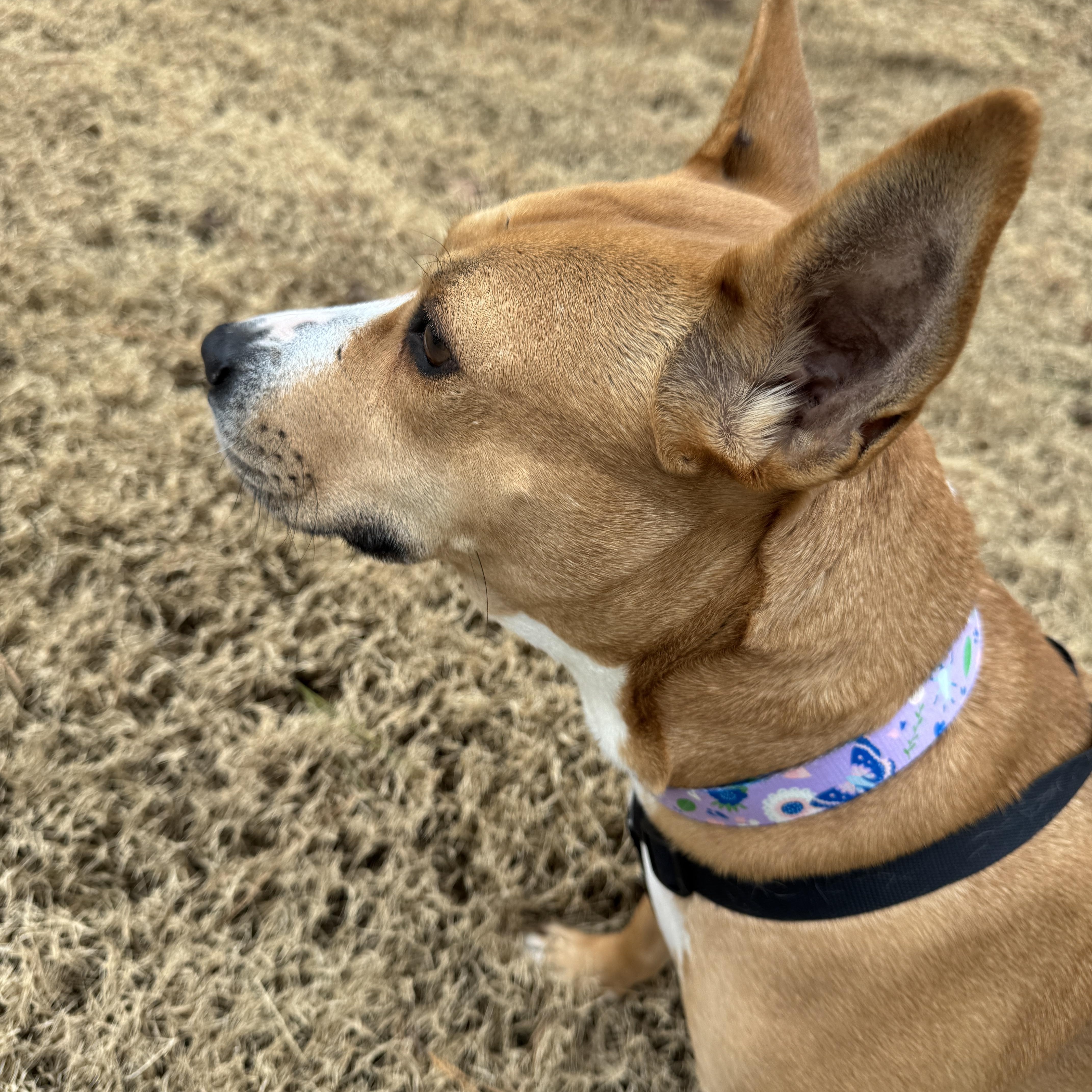Enlarge Ginny, an adoptable mixed breed in Petersburg, VA image 3/6