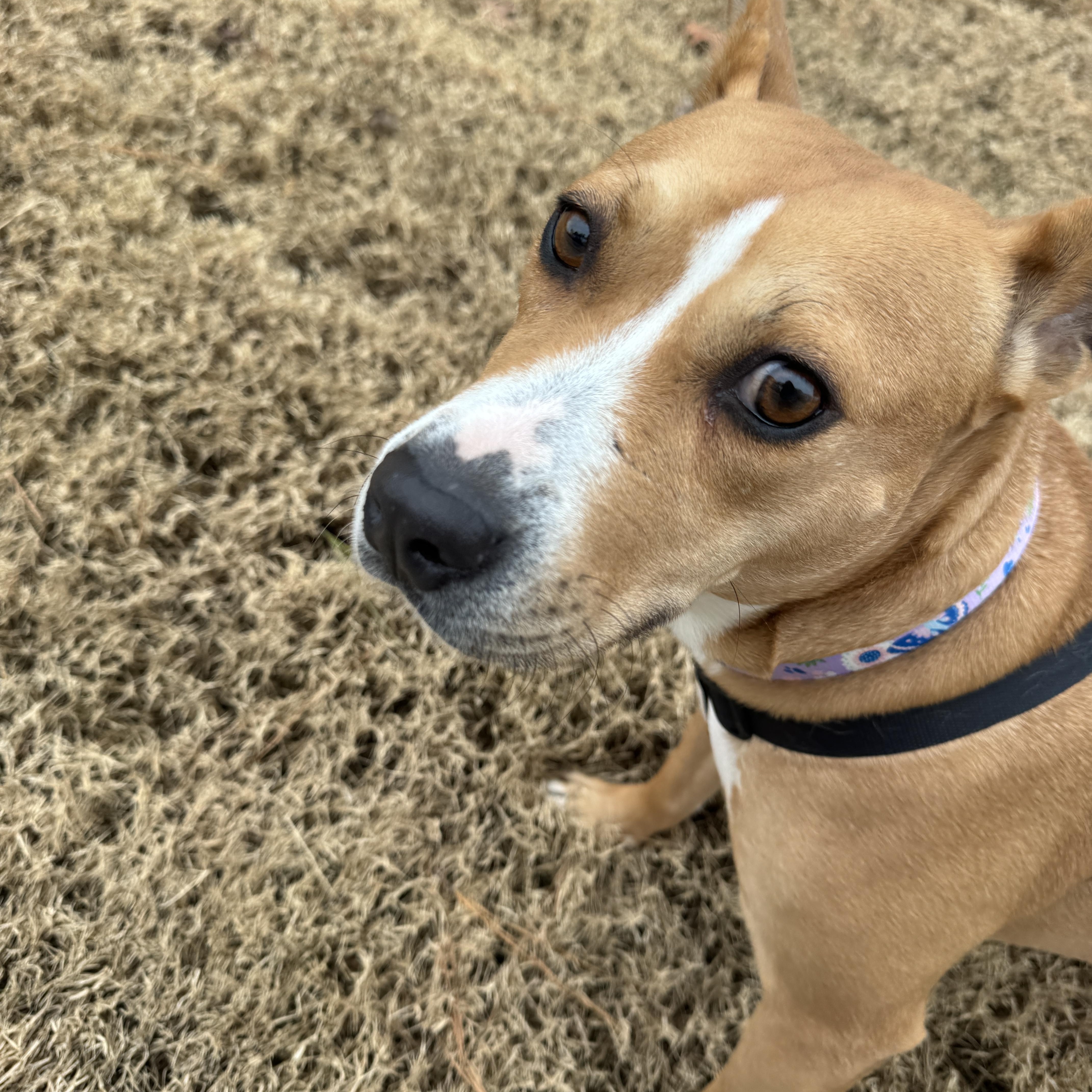 Enlarge Ginny, an adoptable mixed breed in Petersburg, VA image 6/6