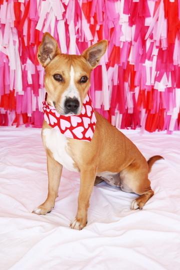 Ginny (in foster), an adoptable mixed breed in Petersburg, VA image 1/6