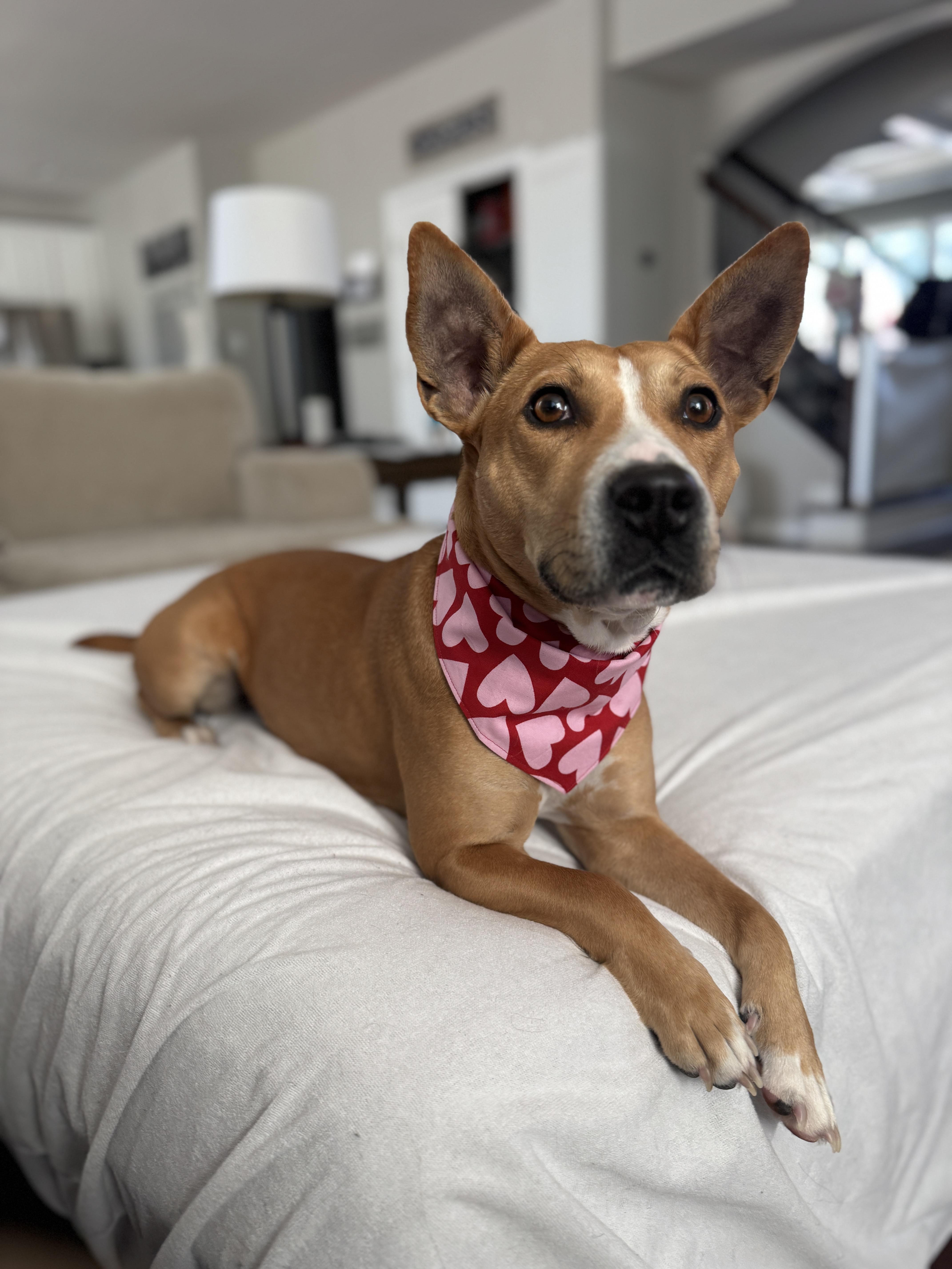 Ginny (in foster), an adoptable mixed breed in Petersburg, VA image 3/6