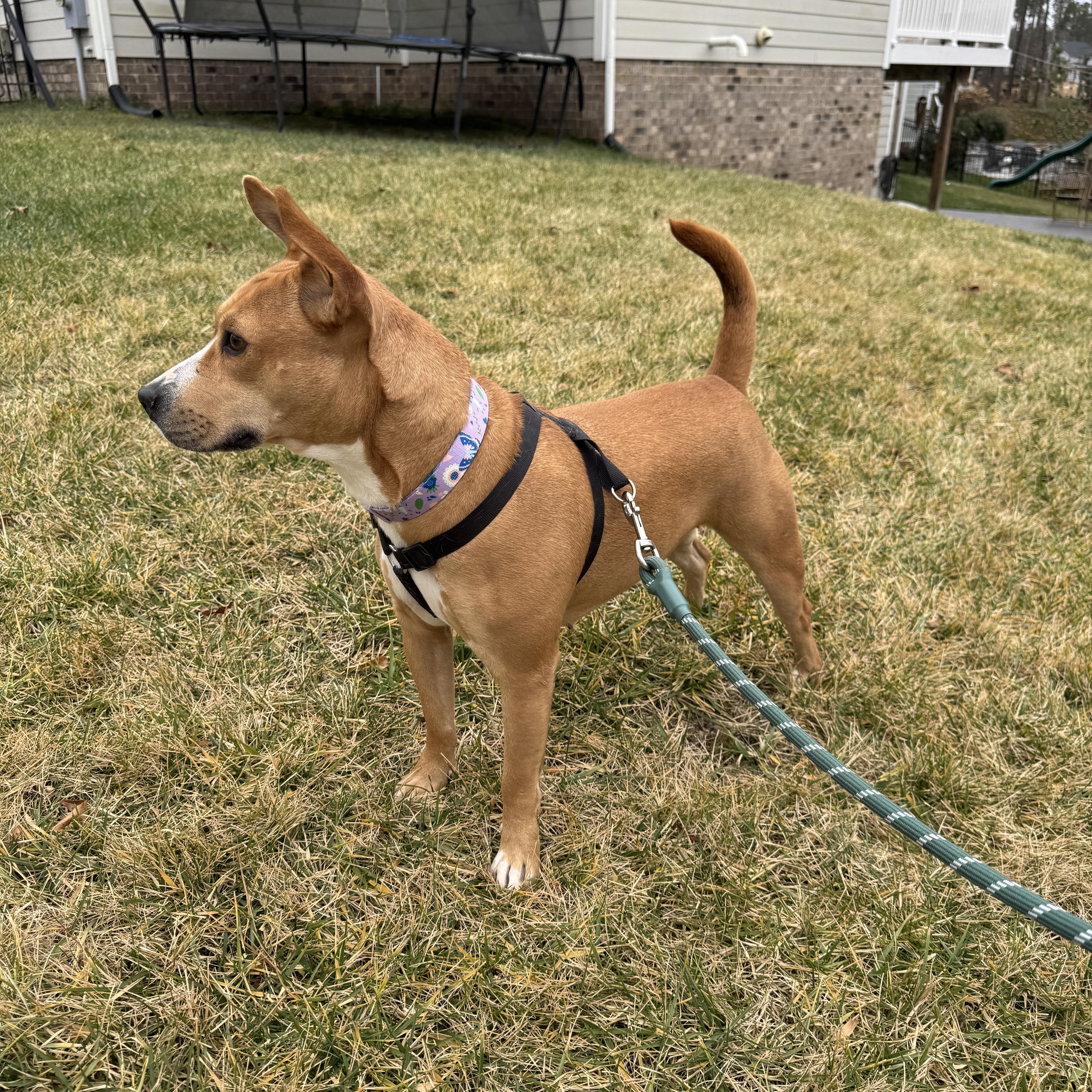 Enlarge Ginny, an adoptable mixed breed in Petersburg, VA image 1/6