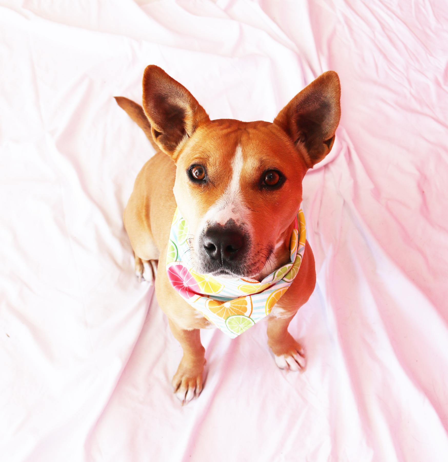 Ginny (in foster), an adoptable mixed breed in Petersburg, VA image 2/6