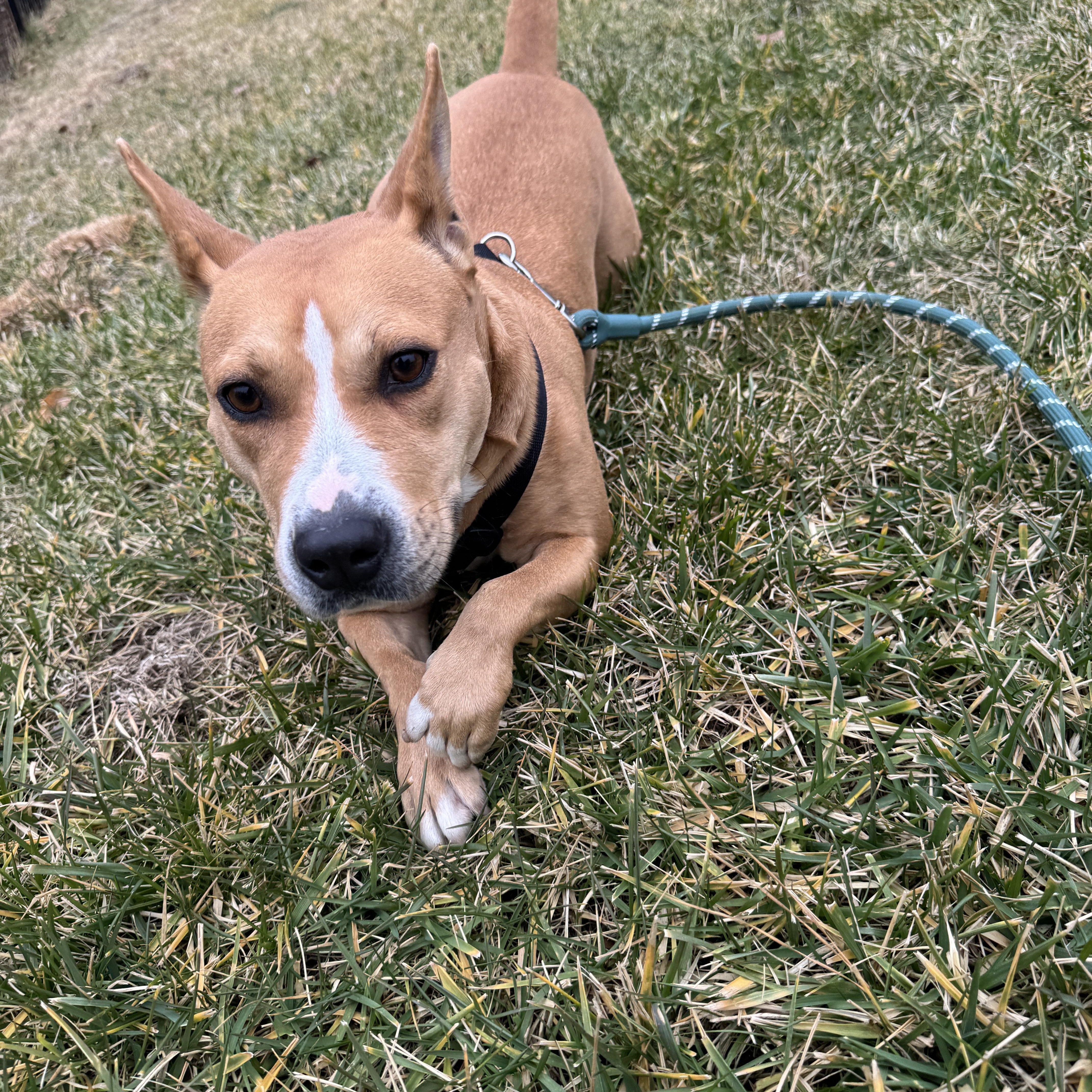 Enlarge Ginny, an adoptable mixed breed in Petersburg, VA image 2/6