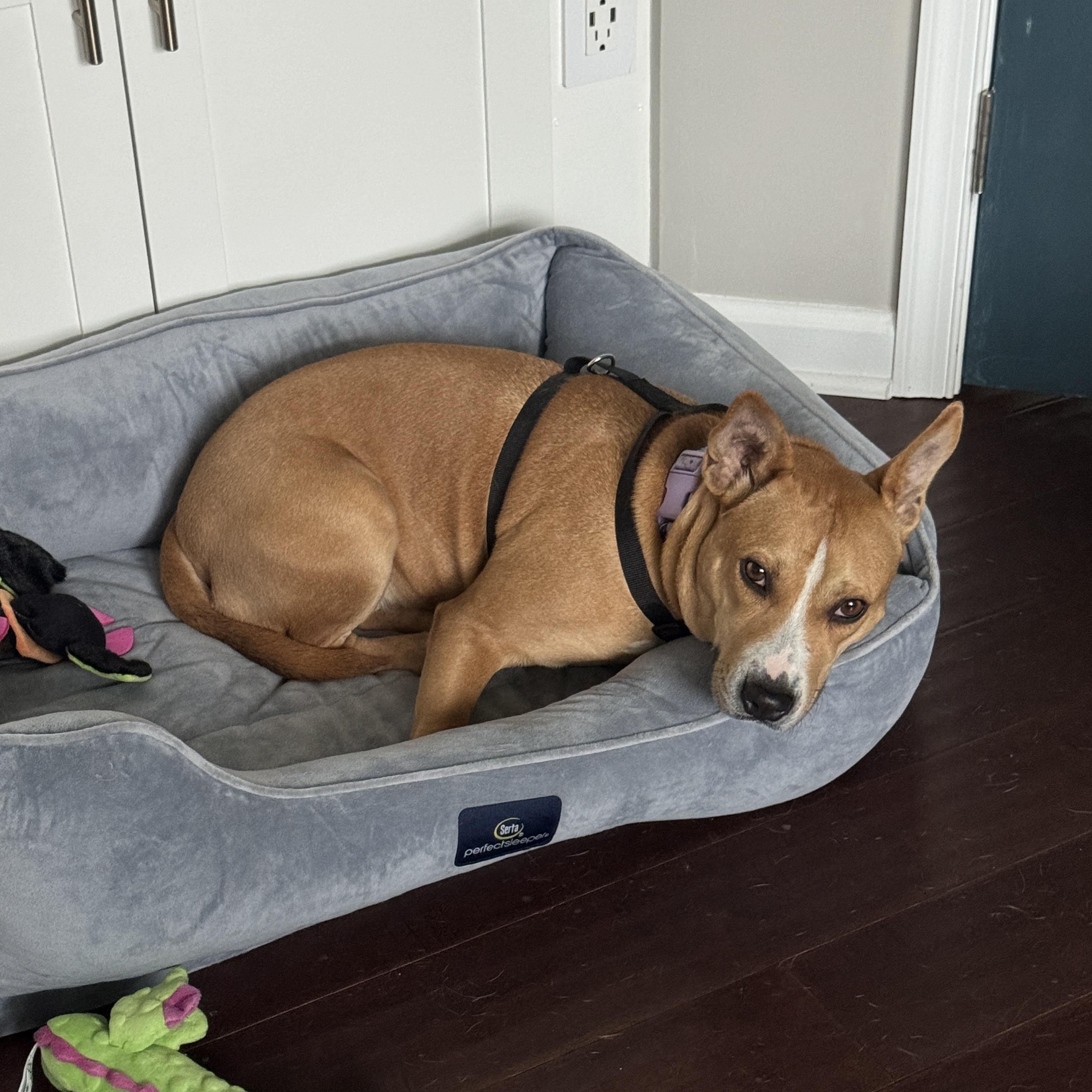 Enlarge Ginny, an adoptable mixed breed in Petersburg, VA image 4/6