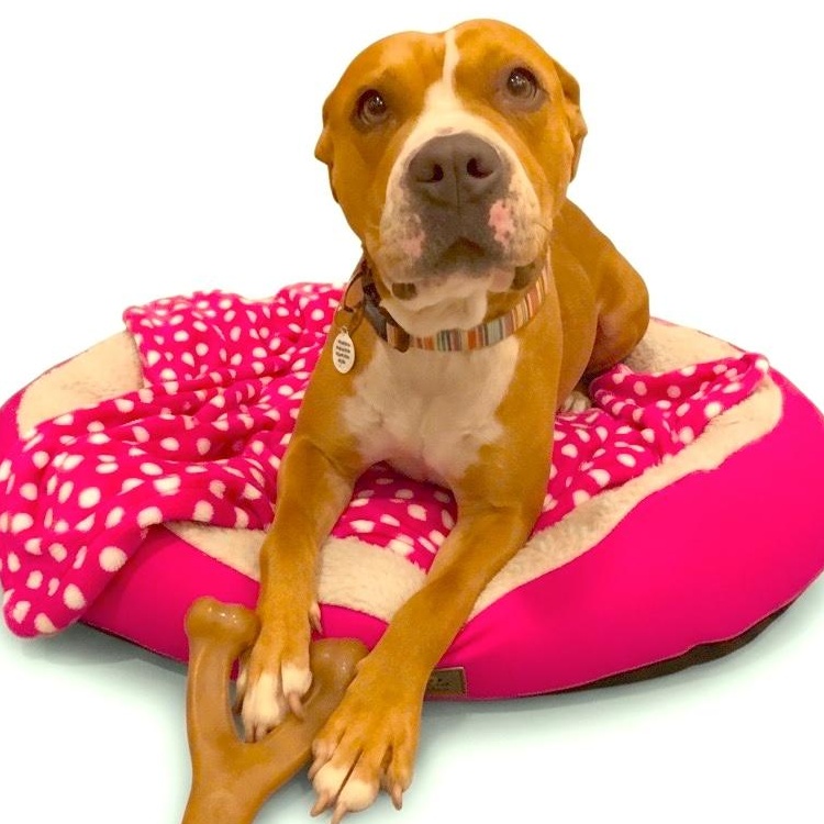 Enlarge Chloe, a Adoptable Pit Bull Terrier in Sun Valley, CA image 6/6