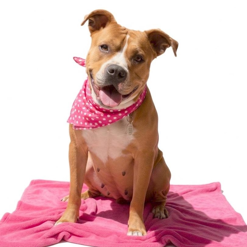 Enlarge Chloe, a Adoptable Pit Bull Terrier in Sun Valley, CA image 1/6