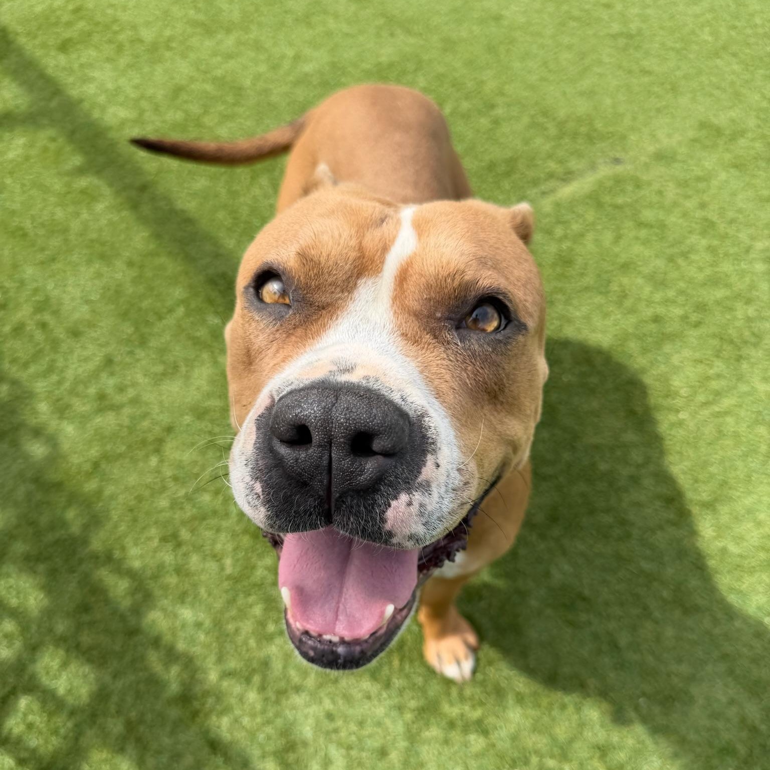 Enlarge Chloe, a Adoptable Pit Bull Terrier in Sun Valley, CA image 4/6