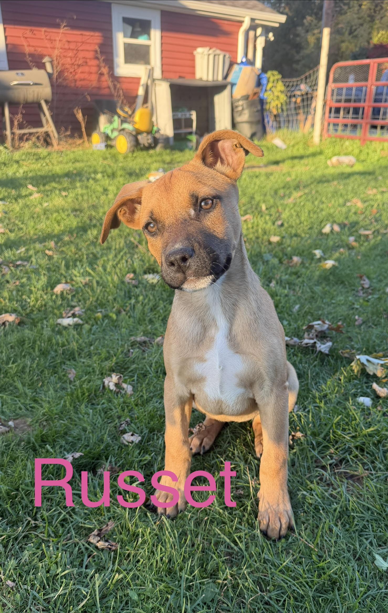 Enlarge Russet, a Adoptable mixed breed in Davisburg, MI image 1/2