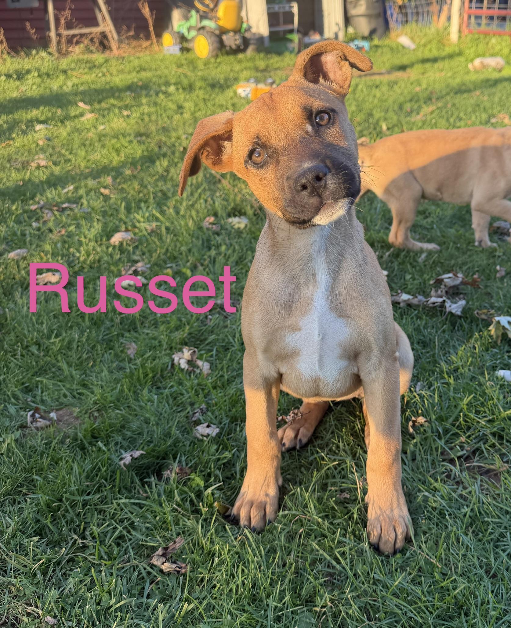 Enlarge Russet, a Adoptable mixed breed in Davisburg, MI image 2/2