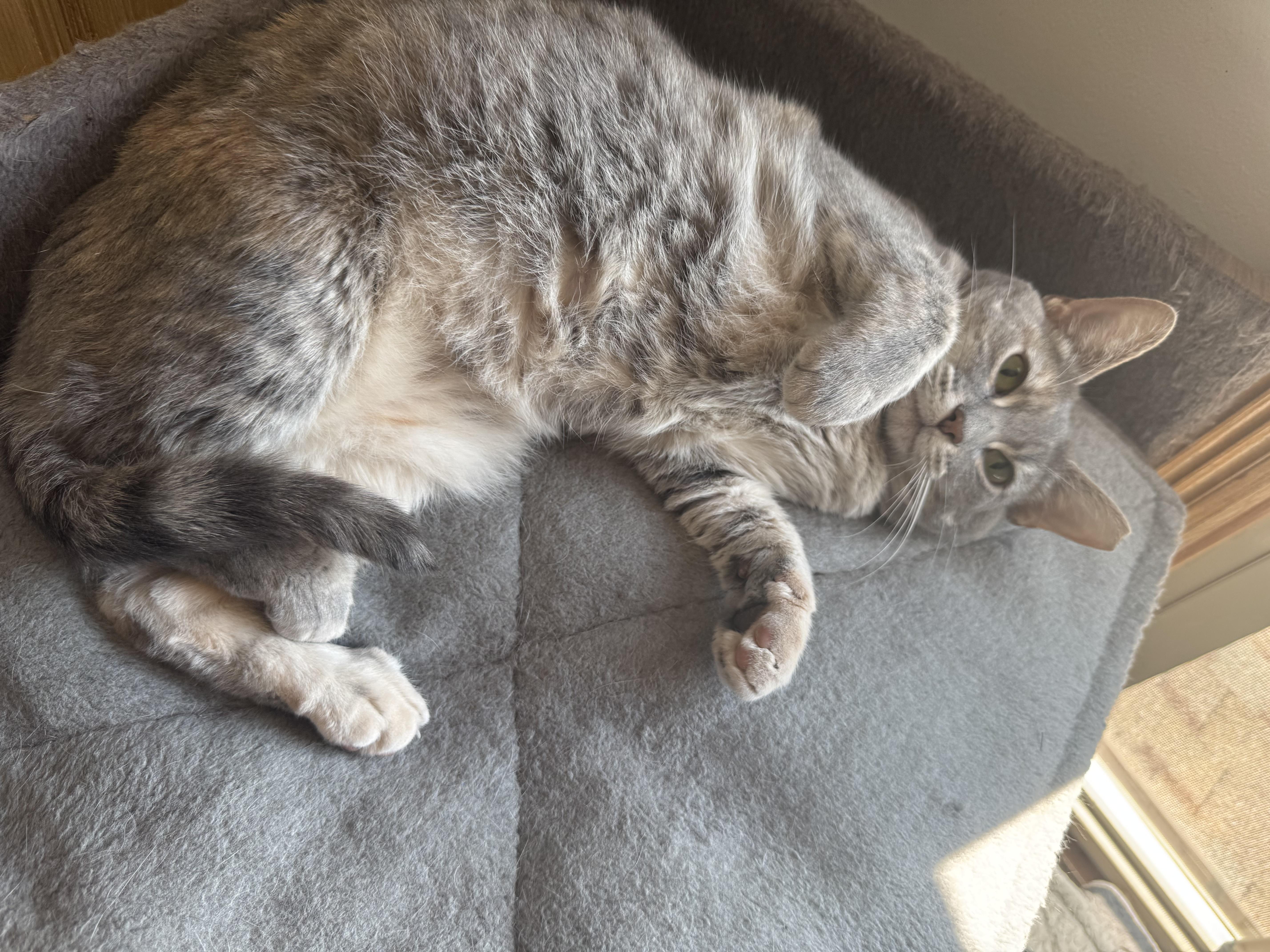 Tracy, Adoptable, Adult Female Domestic Short Hair.