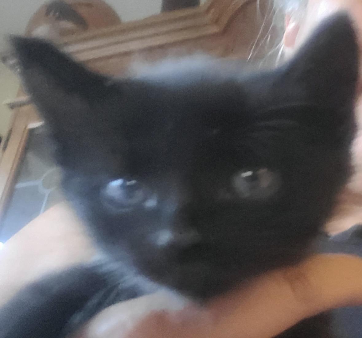 Hallie, an adopted Domestic Short Hair in Murrieta, CA image 2/2