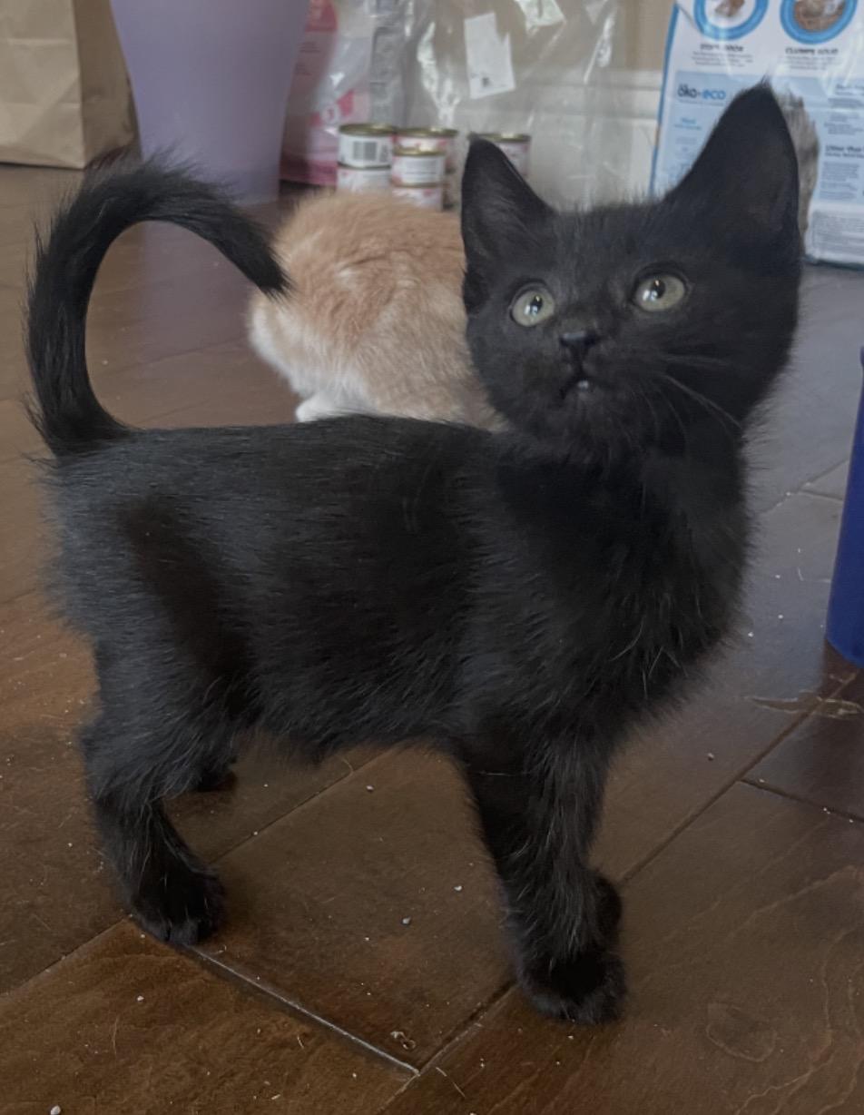 Hallie, adopted, Kitten Female Domestic Short Hair.