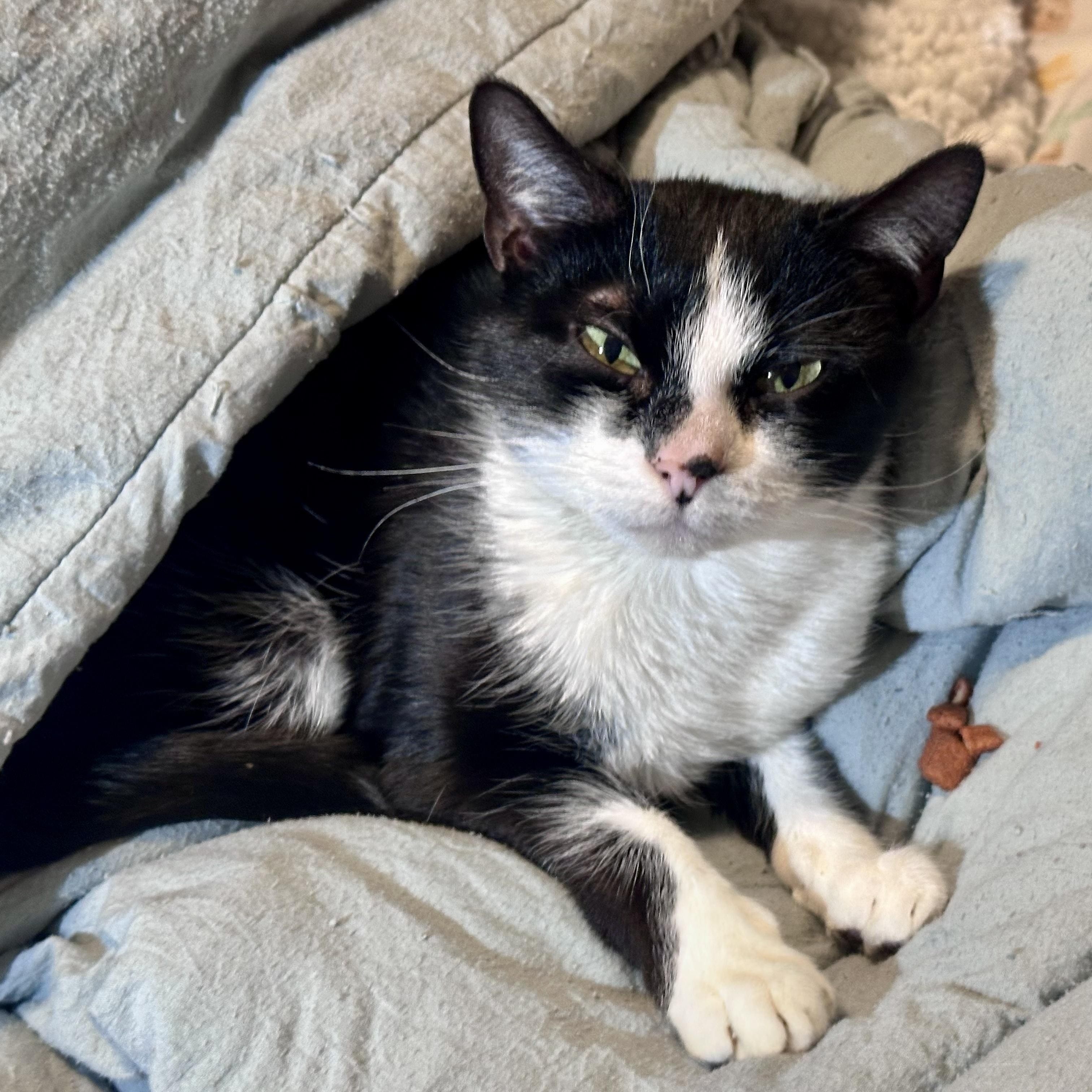 Kindle, a ADOPTABLE mixed breed in Plainville, CT image 1/6