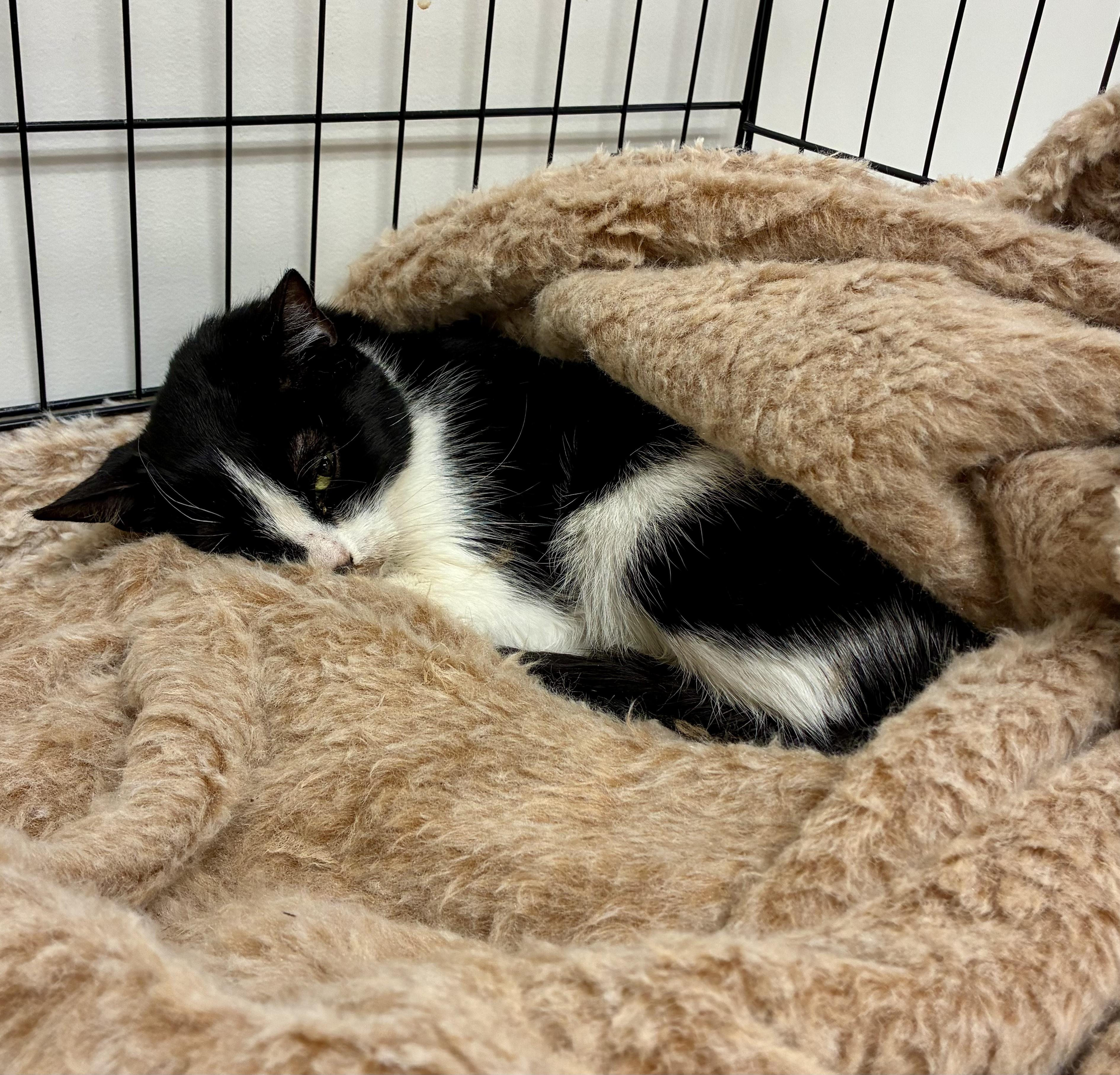 Kindle, a ADOPTABLE mixed breed in Plainville, CT image 4/6