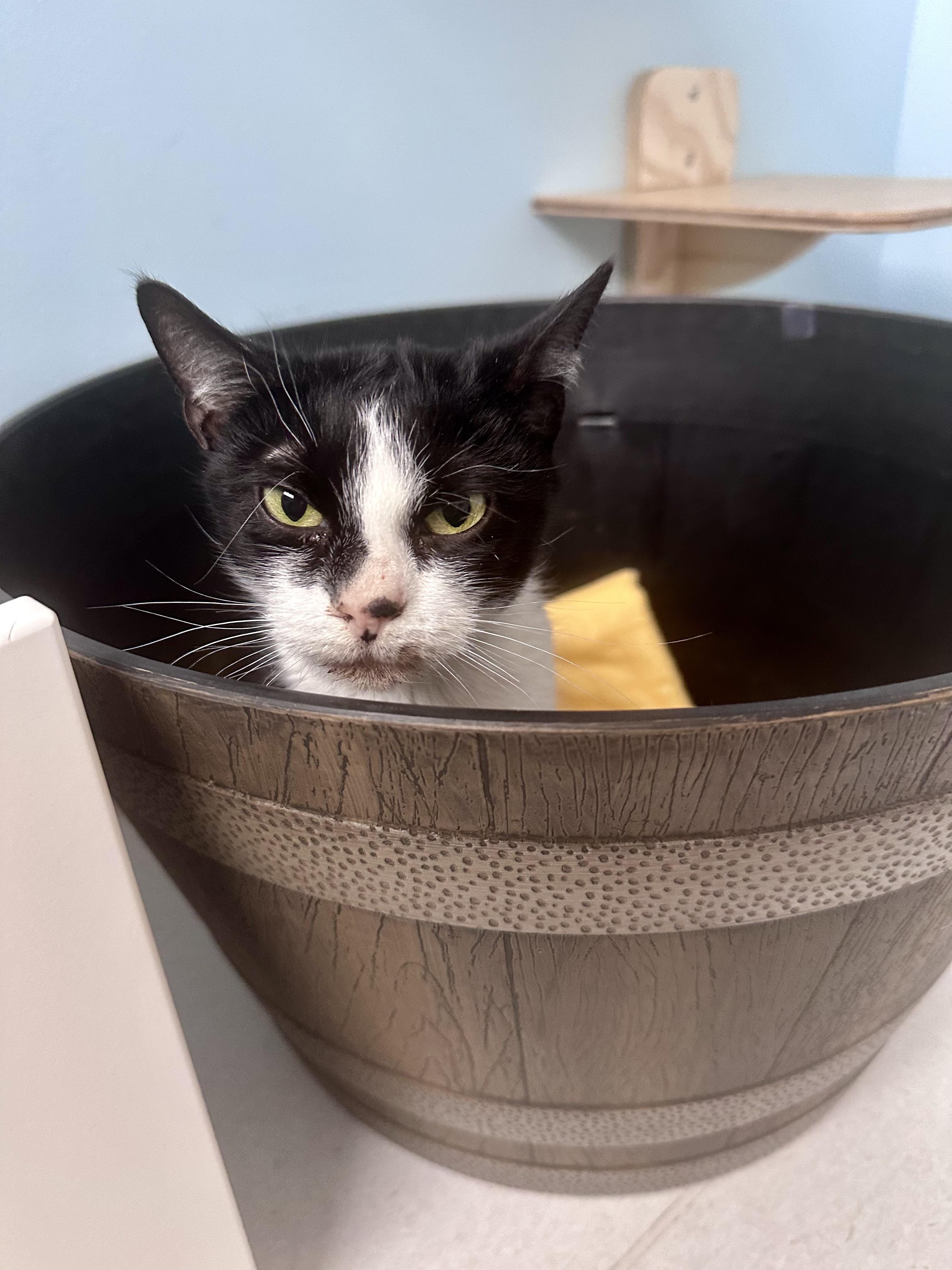 Kindle, a ADOPTABLE mixed breed in Plainville, CT image 2/6