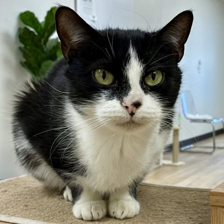 Enlarge Kindle, a ADOPTABLE mixed breed in Plainville, CT image 1/6