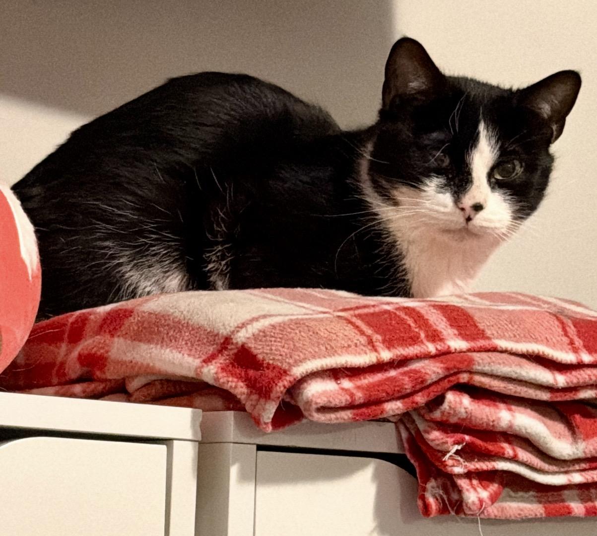 Kindle, a ADOPTABLE mixed breed in Plainville, CT image 6/6