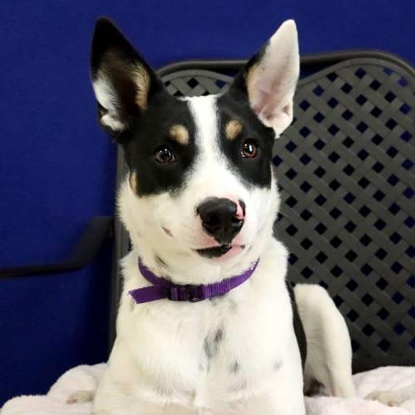 Agatha, Adoptable, Young Female Australian Cattle Dog / Blue Heeler.