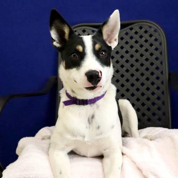 Enlarge Agatha, a Adoptable mixed breed in Midland, TX image 2/2