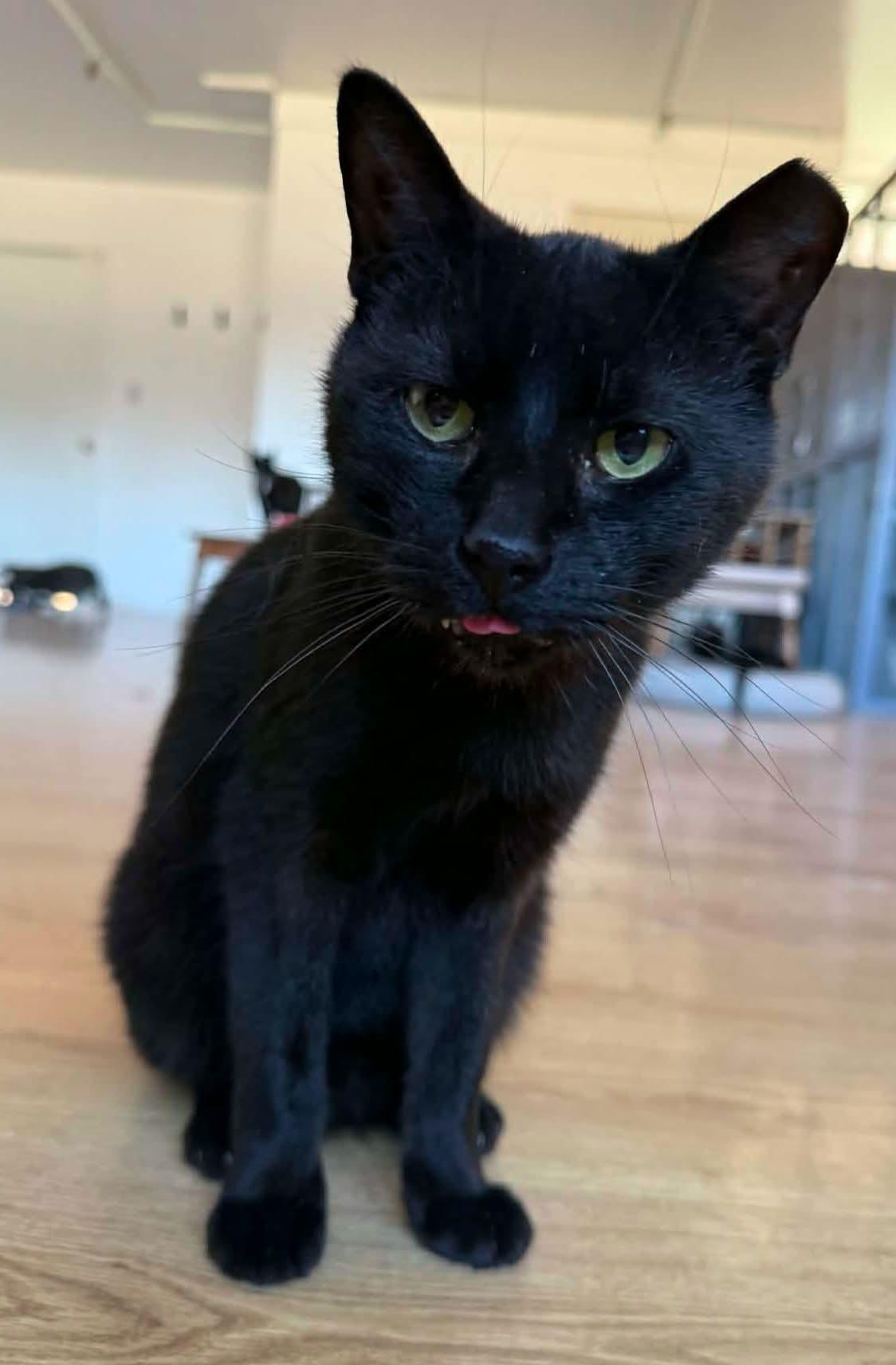 Bubbles, ADOPTABLE, Adult Male Domestic Short Hair.