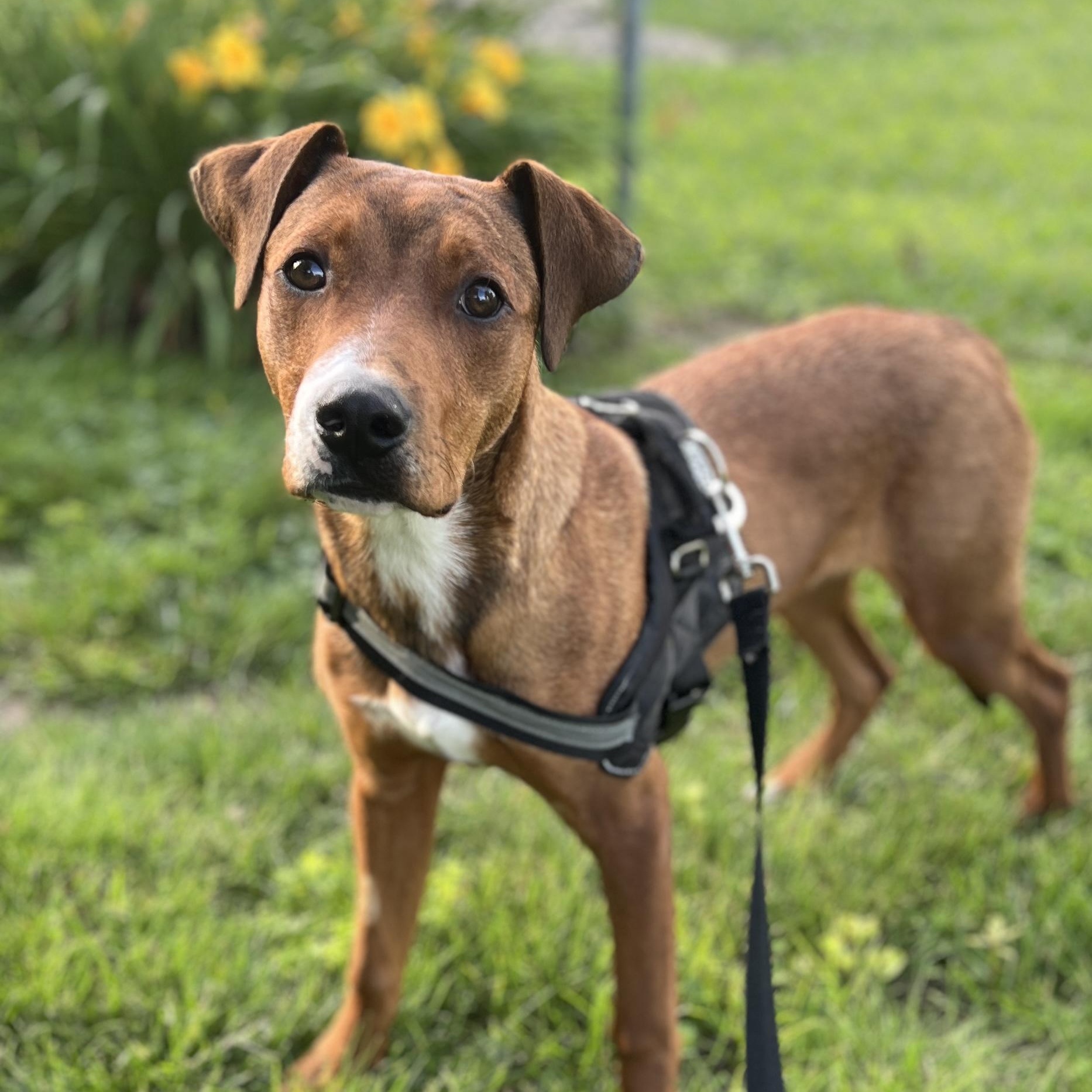 Enlarge Mars, a Adoptable mixed breed in Godfrey, IL image 1/1