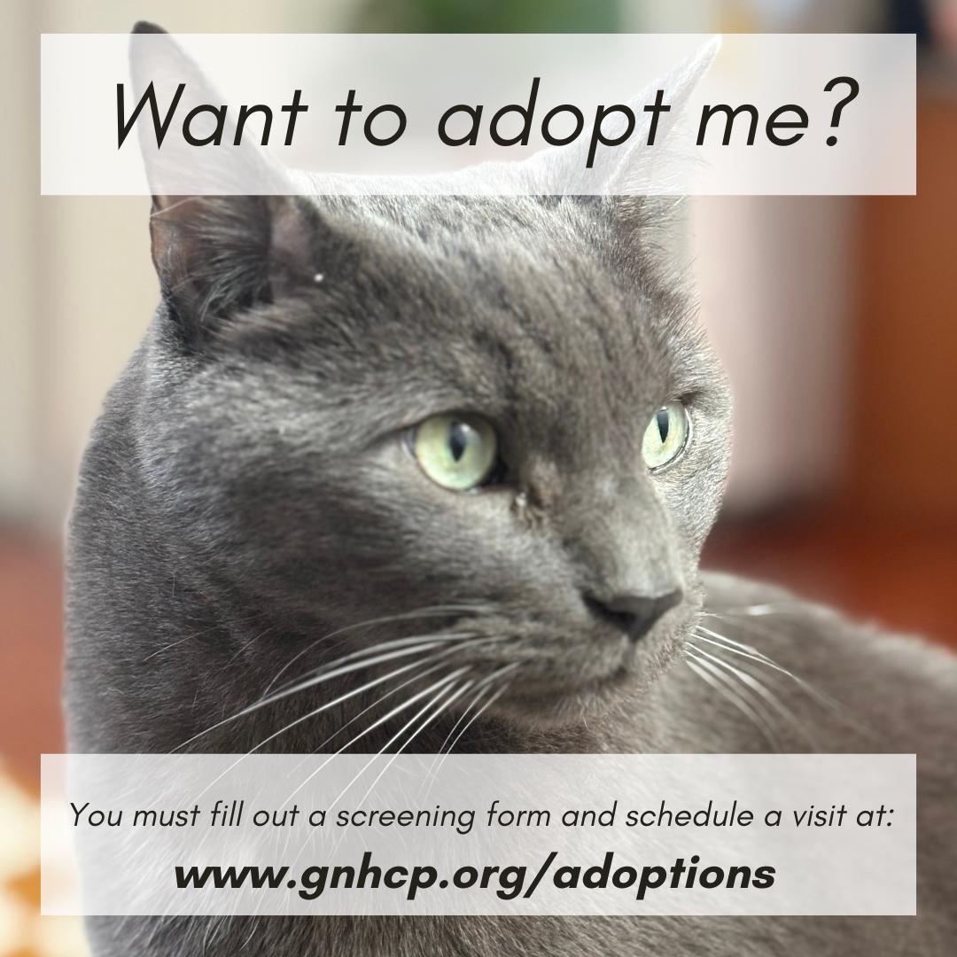 Archie, a ADOPTABLE Domestic Short Hair in New Haven, CT image 4/4