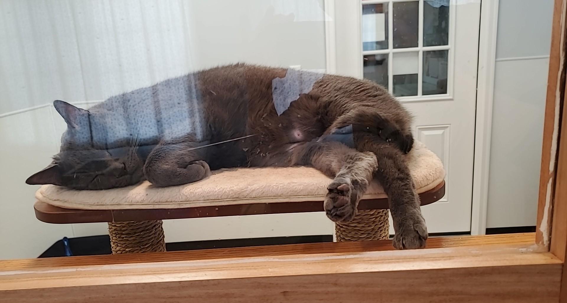 Archie, a ADOPTABLE Domestic Short Hair in New Haven, CT image 3/4