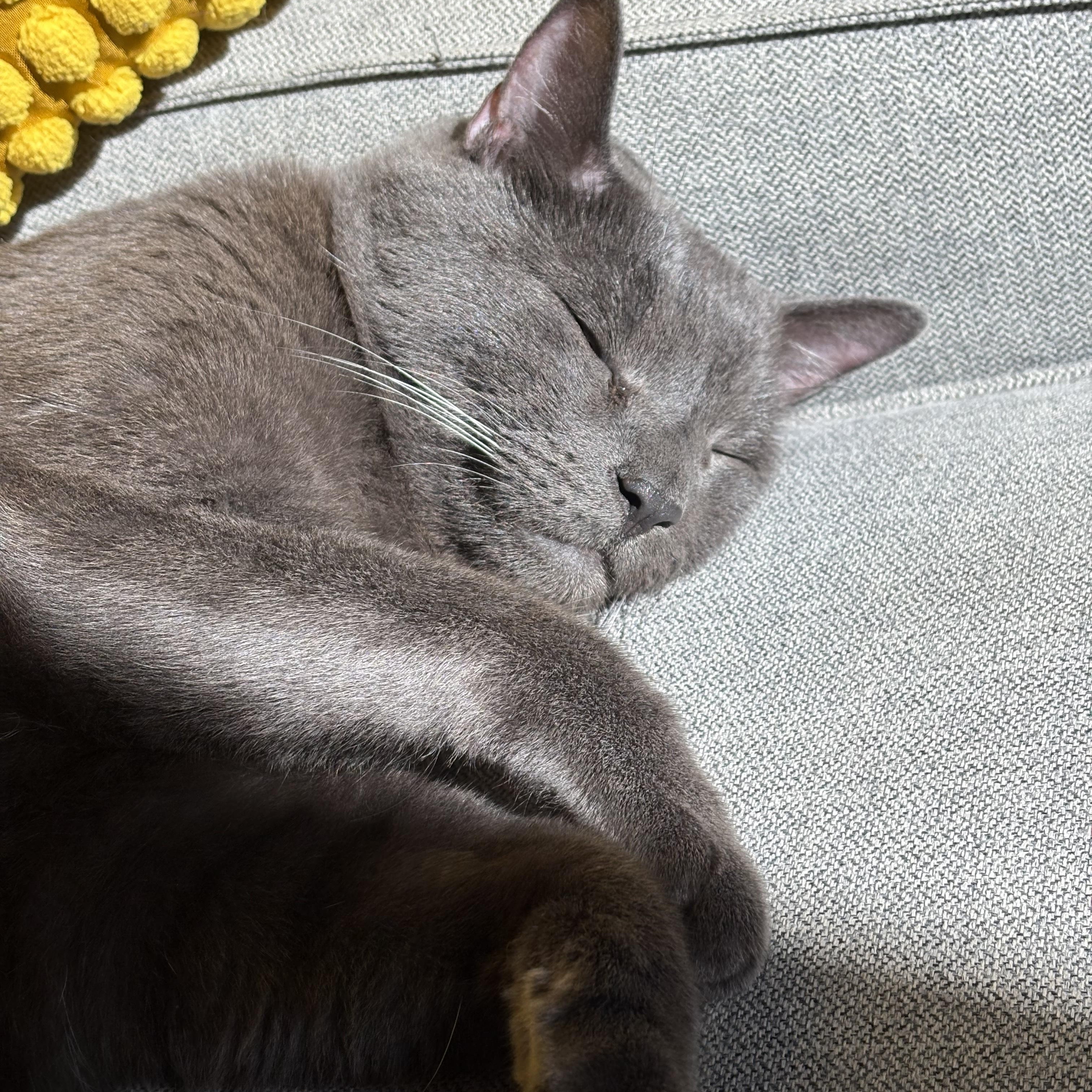 Archie, a ADOPTABLE Domestic Short Hair in New Haven, CT image 2/4
