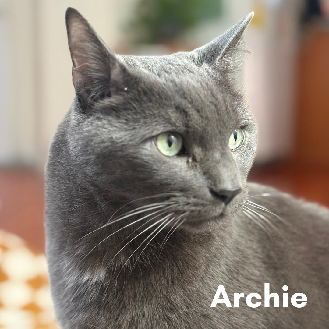 Archie, a ADOPTABLE Domestic Short Hair in New Haven, CT image 1/4