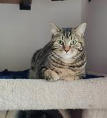 Enlarge T Kittens , a ADOPTABLE Domestic Short Hair in Waterdown, ON image 1/3