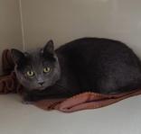 Enlarge T Kittens , a ADOPTABLE Domestic Short Hair in Waterdown, ON image 3/3