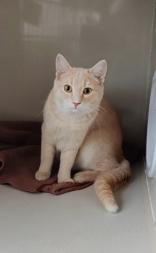 Enlarge T Kittens , a ADOPTABLE Domestic Short Hair in Waterdown, ON image 2/3