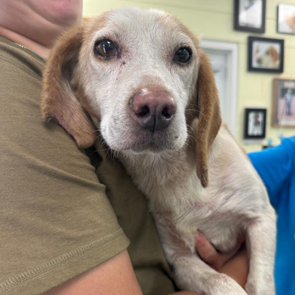 Enlarge Dorothy, a Adoptable Beagle in Troy, VA image 1/2