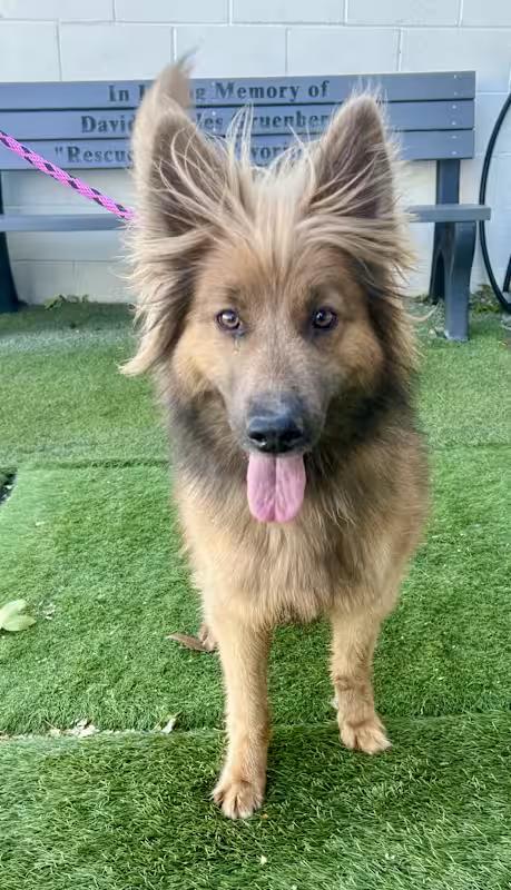 Bonnie, Adopted, Adult Female German Shepherd Dog.