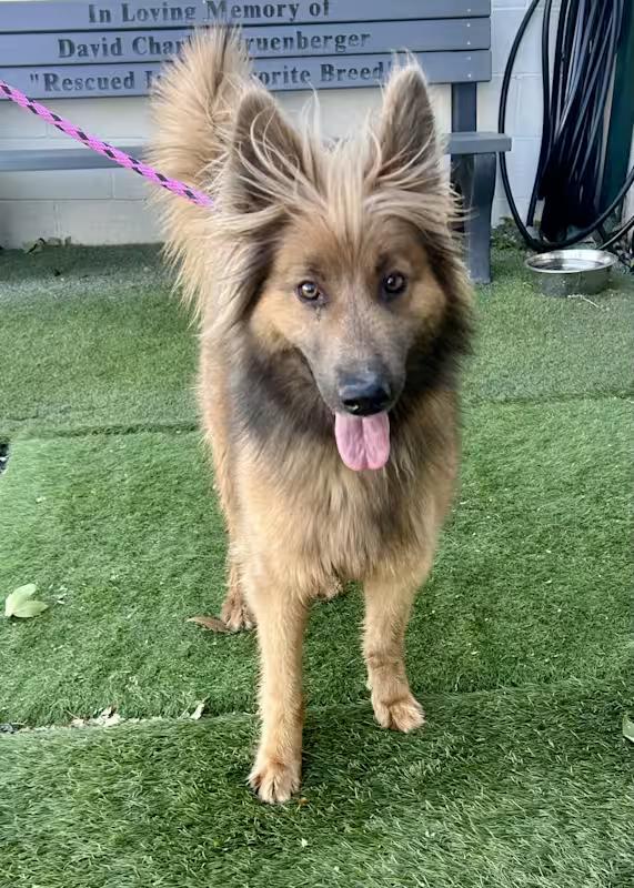 Enlarge Bonnie, a Adopted mixed breed in Moriarty, NM image 2/4