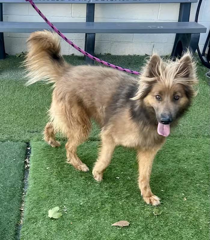 Enlarge Bonnie, a Adopted mixed breed in Moriarty, NM image 3/4