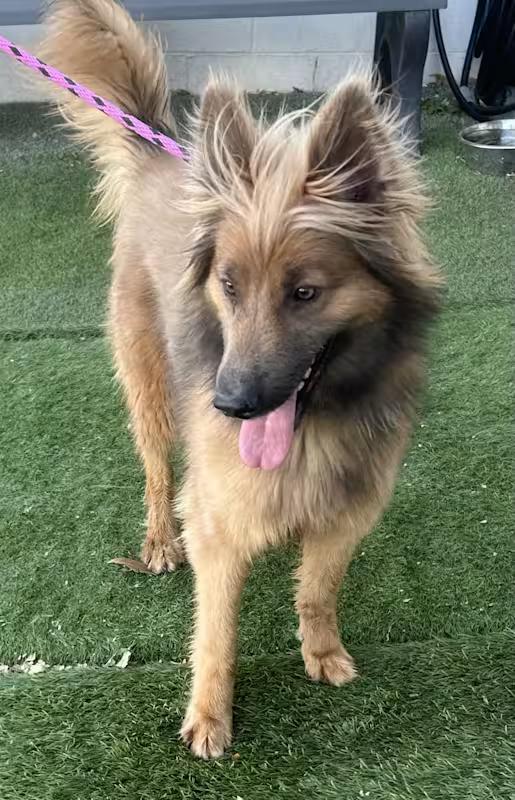 Enlarge Bonnie, a Adopted mixed breed in Moriarty, NM image 4/4