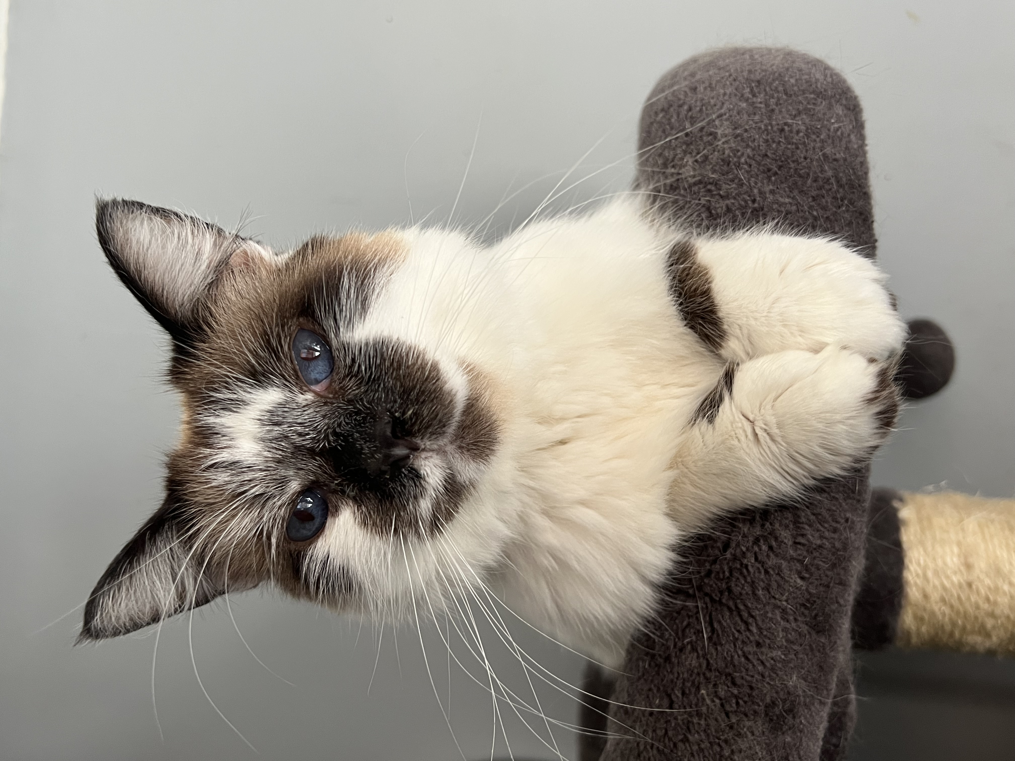 Smudge, Adult Male Snowshoe