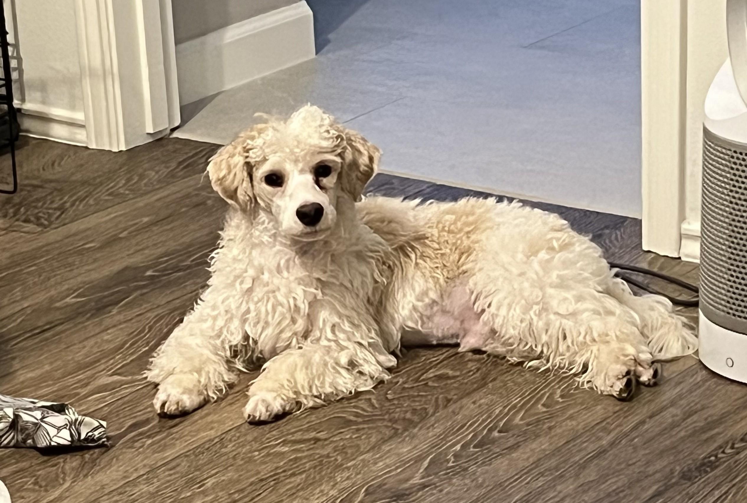 Enlarge Humphrey, a Adoptable mixed breed in Cypress, TX image 2/4