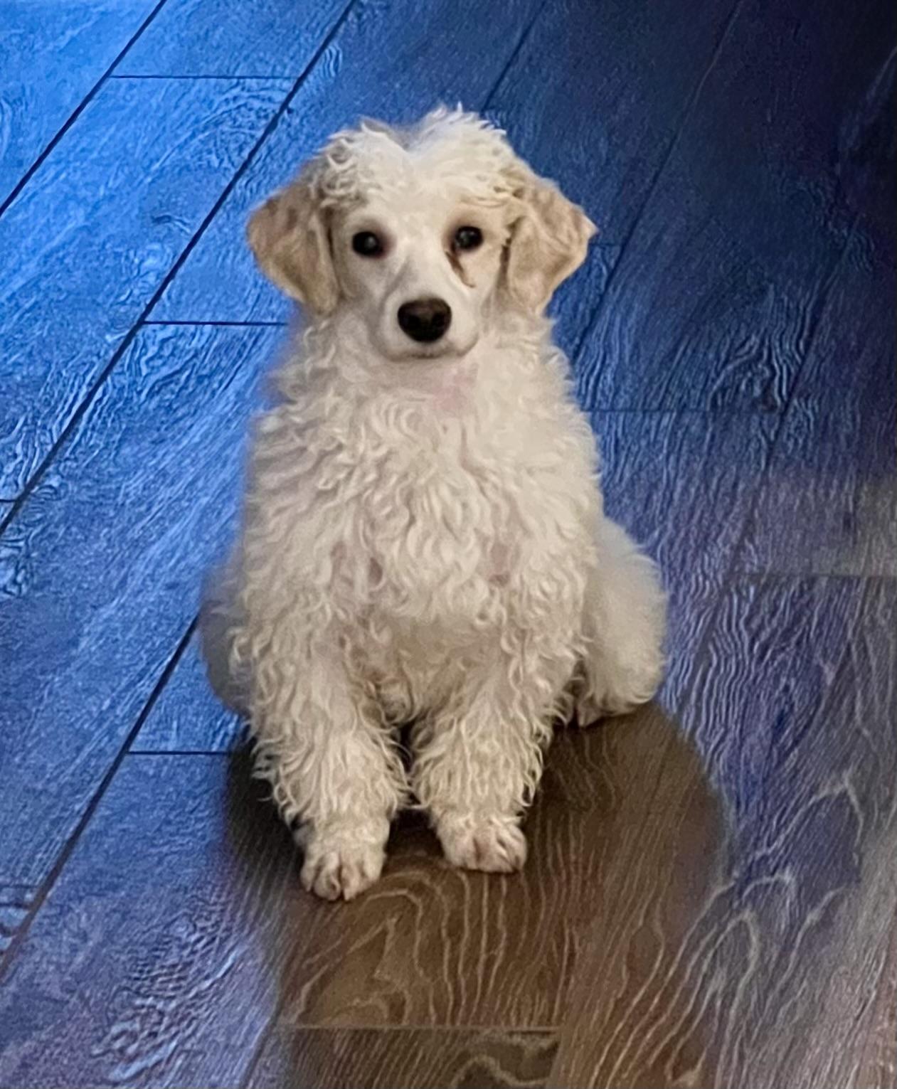 Humphrey, Adoptable, Young Male Miniature Poodle.