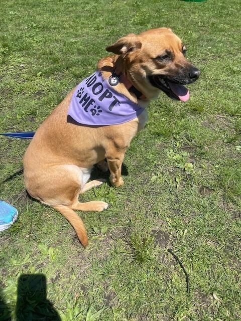 Allie, a Adoptable mixed breed in Huntington, NY image 3/4