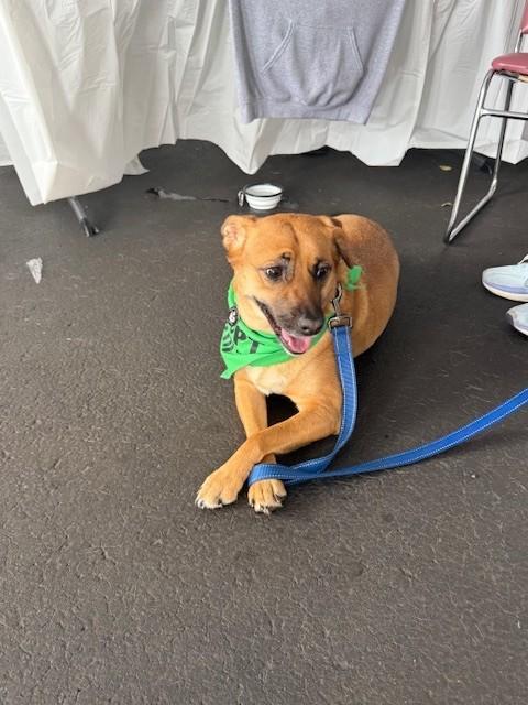 Allie, a Adoptable mixed breed in Huntington, NY image 4/4