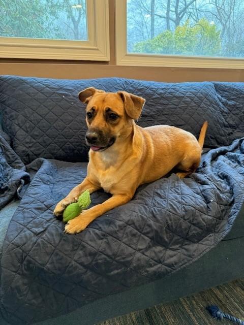 Allie, a Adoptable mixed breed in Huntington, NY image 1/4