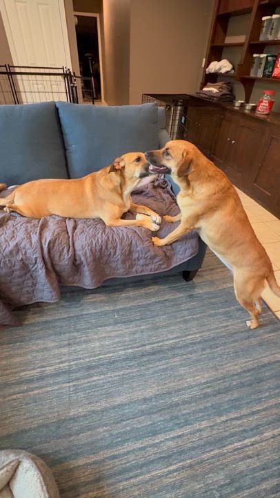 Enlarge Allie, a Adoptable mixed breed in Huntington, NY video 2/4