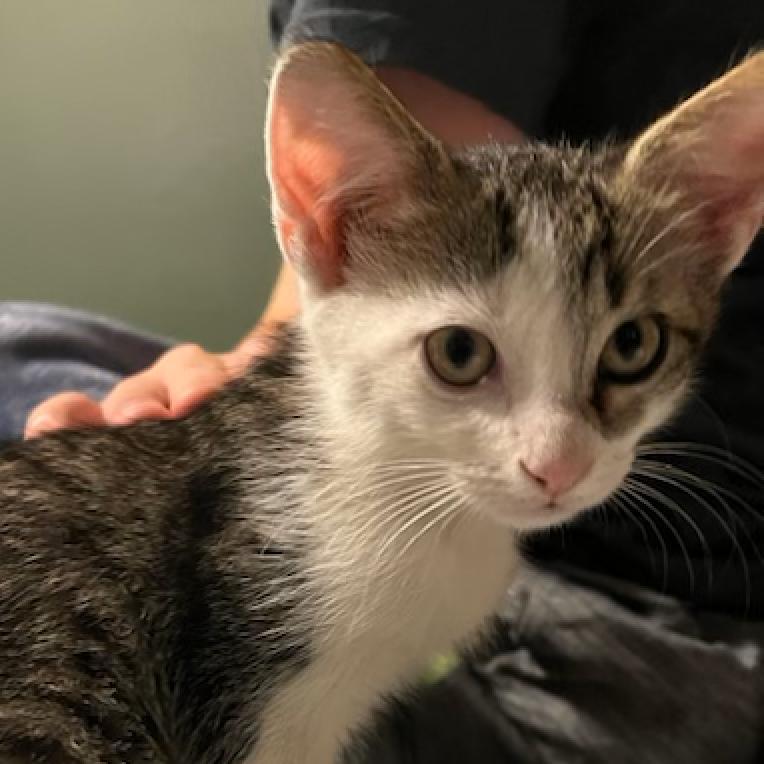 Enlarge Biscuit, a Adoptable Domestic Short Hair in Atlanta, GA image 1/5