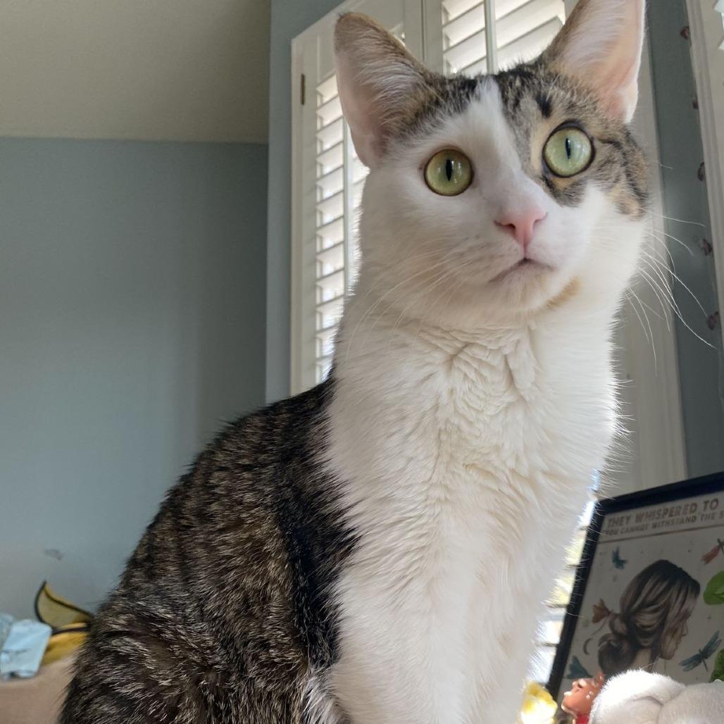 Biscuit — thumbnail 2